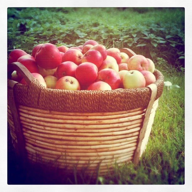 Många äpplen böev det att göra mos på